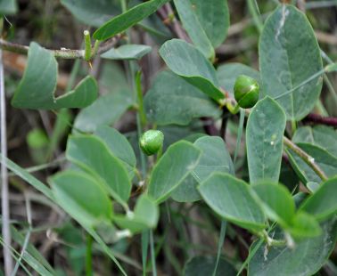 "Kapari" - Caper plant