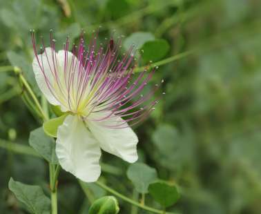 Caper plant