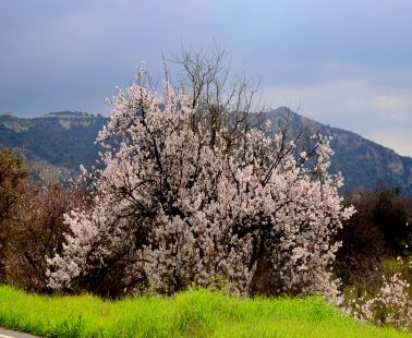 Limnatis