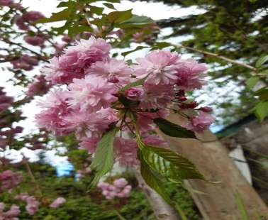 Η Μαγεία των Sakura επιστρέφει στον Κάμπο!
