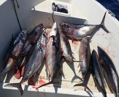 Angling for Alalunga - Albacore Tuna in Cyprus