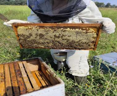 Bee Pure – Care & Beauty