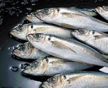 For Fish go to Zygi...on Saturday 31st August at the "Fish Festival"!