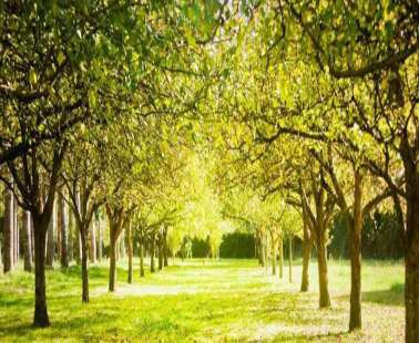 800,000 trees to be planted in the 4 major cities of Cyprus within the next few months