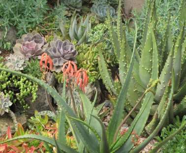 The «Cyprus Cactus and Succulent Society», is organising its «12th Annual Exhibition of Cacti and other Succulents»