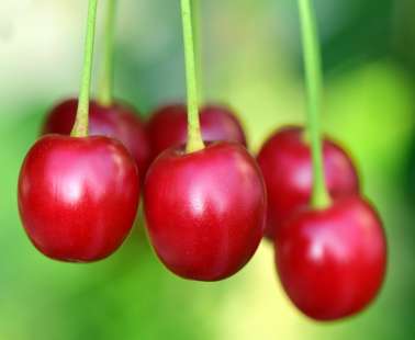 3rd Cherry Festival in Pedoulas Village, 8 - 9 June 2019