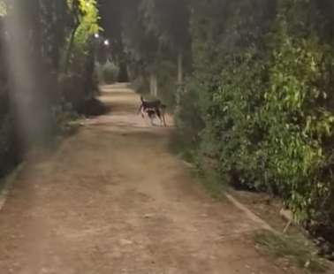 Αυτή είναι η αγέλη σκύλων που περιφέρεται στον Πεδιαίο