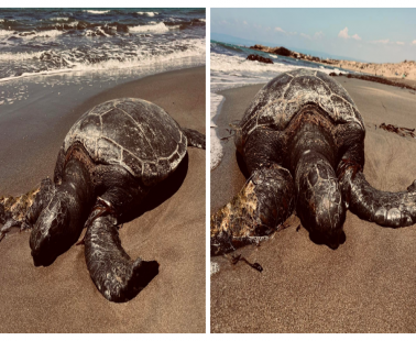 Εντοπίστηκε νεκρή χελώνα στη θαλάσσια περιοχή της Λεμεσού