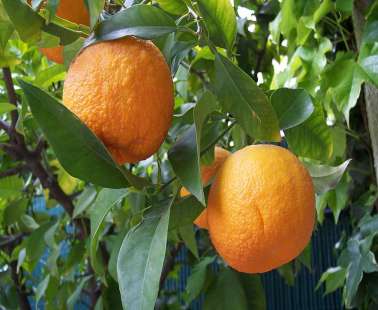 The 3rd Traditional Festival of the Citrus tree is coming