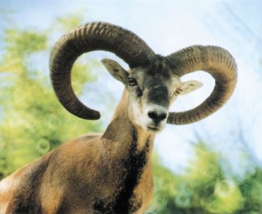 Cyprus mouflon (Ovis orientalis ophion )