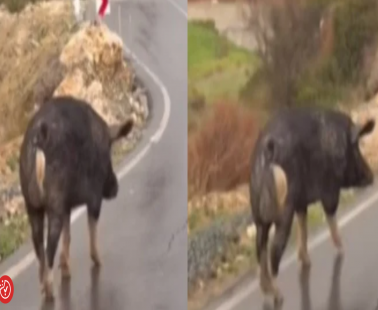 Μετά τον στρουθοκάμηλο... και γουρούνι στους δρόμους της Κύπρου