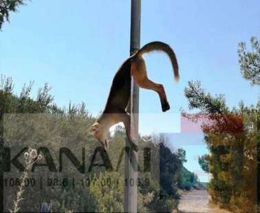 «Κρέμασαν» νεκρή αλεπού σε πινακίδα στην περιοχή Πεντακώμου