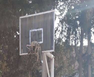 Δολοφονία Αλεπούς στο Δασάκι Άχνας