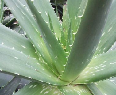 What scientists say about Aloe Vera?