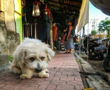 international day of stray animals