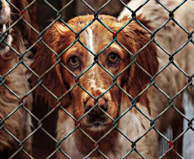 Save the dogs