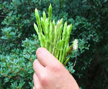 Cypriot Asparagus (Agrelia)