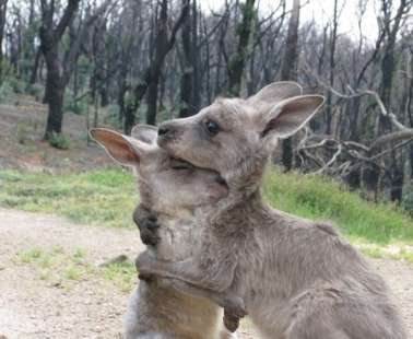 Fundraiser for Australia's Zoo Wildlife Warriors
