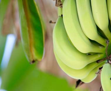 «Banana Day»