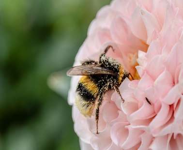 Let it bee