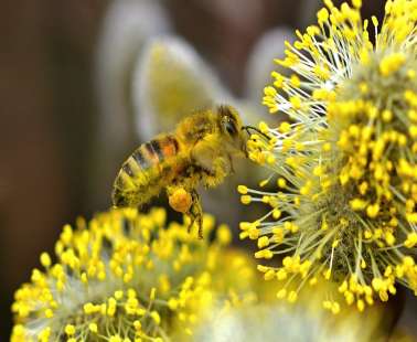 The bee's "bread" and its benefits