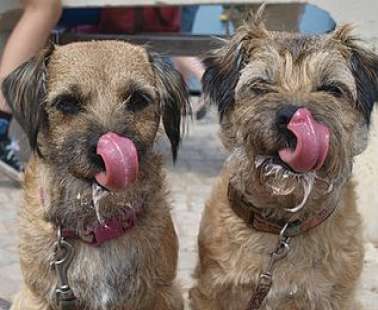 Delicious Cypriot ice cream suitable for dogs