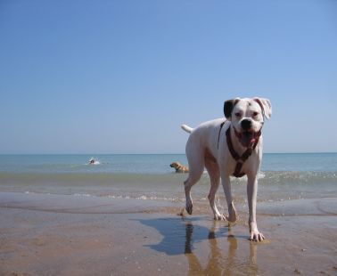 Dog Friendly Beaches in Cyprus