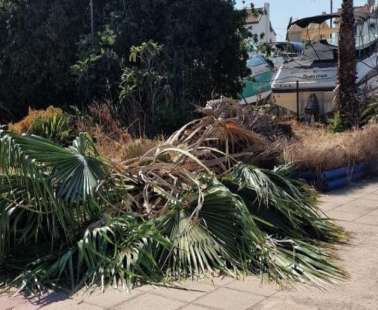 Τουρίστρια εισήλθε σε εστιατόριο και καταπλακώθηκε από δέντρο