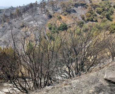 Πάλεψαν να ανέβουν τη βουνοπλαγιά πριν καούν οι 4 Αιγύπτιοι