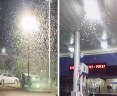 «Εισβολή» από ακρίδες στο Λας Βέγκας
