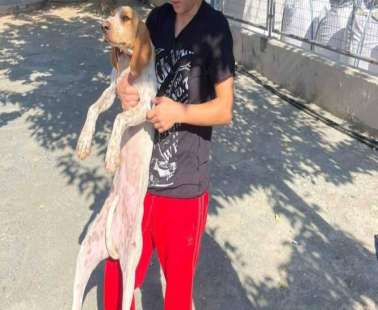 Αρνήθηκαν να παραλάβουν κτυπημένο σκυλάκι, λόγω έλλειψης χρόνου