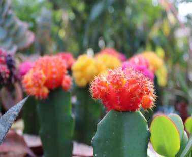 11th Exhibition for Cactus and Succulents