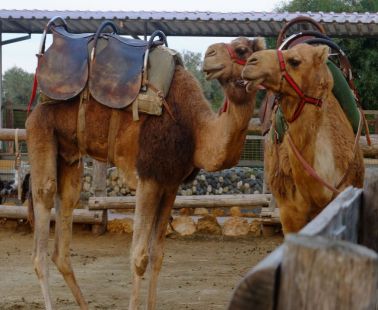 Camel Park, Mazotos, Larnaka