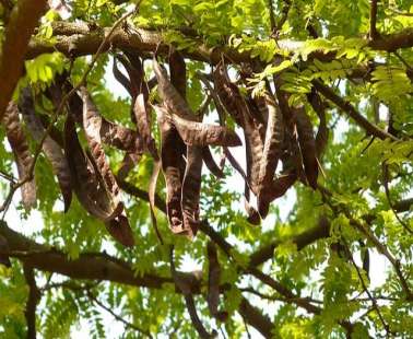 Carob Festival 2019