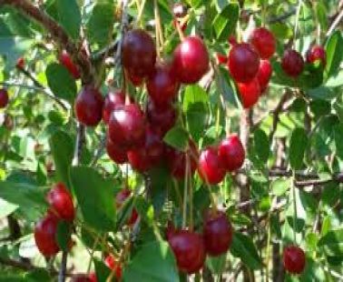 Let's go to the Cherry Festival!!