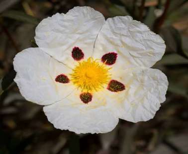 Cistus - Creticus