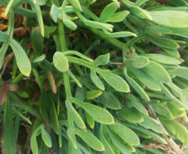 Crithmum (Sea fennel or Rock samphire)