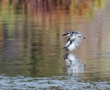 Birdwatching or Birding in Cyprus