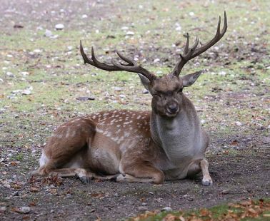 Dama dama mesopotamica deer of Cyprus