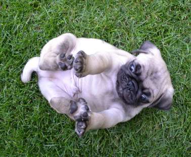 Hatha yoga & AcroYoga Jam for Dogs in Need