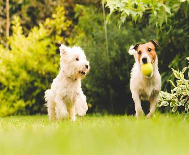 Limassol Municipality gets the first park for dogs!