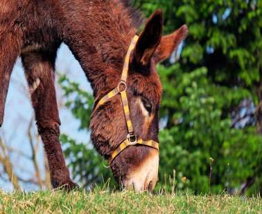 First Herbs & Donkeys Festival