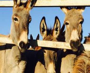 H «Golden Donkey Farm» στη Σκαρίνου γιορτάζει τα 4 χρόνια λειτουργίας της..