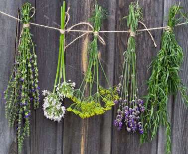 Herbs and Spices of Cyprus - more than 600 different types exist in Cyprus