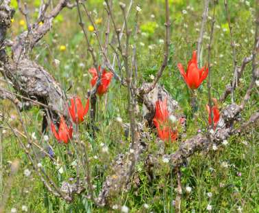 Tulip Festival in Polemi