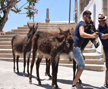 Where Donkeys Come to Church