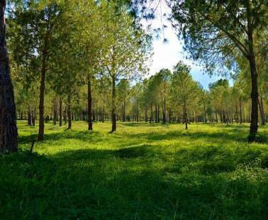 Let's Do it! Cyprus: Let's clean Akadimias Forest Park!