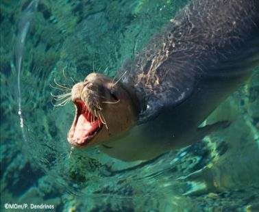Seal in Cyprus?