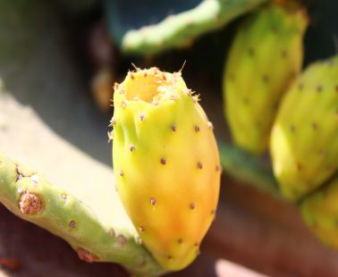 Prickly Pear