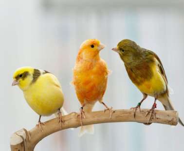 The "35th annual exhibition" Is being organised by the «Cyprus Avicultural Society»